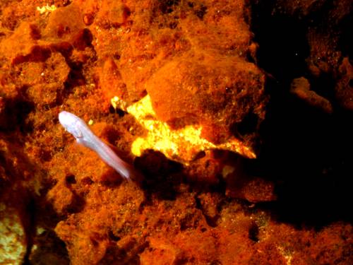 Caves Bacterias