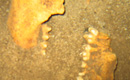 Mol Balam Skeleton