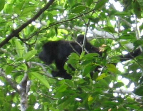 Saraguato Monkey