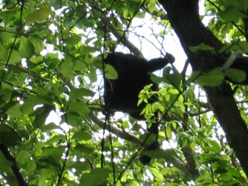 Saraguato Ape